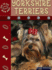 Yorkshire Terriers (Eye to Eye With Dogs II)