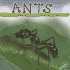 Ants (Insects Discovery Library)