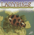 Ladybugs
