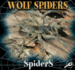 Wolf Spiders (Spiders Discovery)