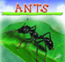 Ants (Insects Discovery Library)
