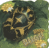 Bugs! With Cd (Audio) (Know-It-Alls)