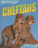 Cheetahs (Animal Lives)