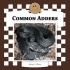 Common Adders
