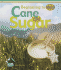Cane to Sugar (Beginning to End)