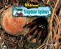 Tricky Trapdoor Spiders (No Backbone! the World of Invertebrates)