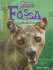 Fossa: a Fearsome Predator (Uncommon Animals)