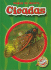 Cicadas (Blastoff! Readers: World of Insects) (Blastoff Readers. Level 2)