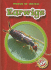 Earwigs (Blastoff! Readers: World of Insects)