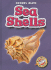 Sea Shells (Blastoff! Readers: Oceans Alive)