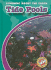 Tide Pools