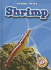 Shrimp