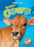 Baby Cows (Blastoff Readers: Super Cute! )