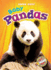 Baby Pandas (Blastoff Readers. Level 1) (Super Cute! )