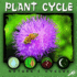 Plant Cycle (Nature's Cycles)