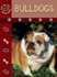 Bulldogs (Eye to Eye With Dogs)