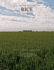 Integrated Pest Management for Rice