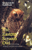 The Eastern Screech Owl