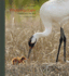 Whooping Crane: Images From the Wild
