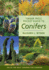 Timber Press Pocket Guide to Conifers