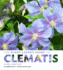 The Plant Lover's Guide to Clematis