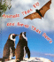 Animals That Fly and Birds That Don't (Weird and Wonderful Animals)