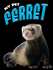 Ferret (My Pet)