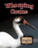 Whooping Cranes (Eye to Eye With Endangered Species)