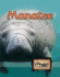 Manatees (Eye to Eye With Endangered Species)