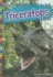 Triceratops (Digging for Dinosaurs)