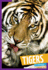 Tigers (Wild Cats)