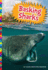 Basking Sharks