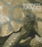 Tortoises (Living Wild)