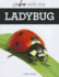 Ladybug (Grow With Me)