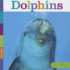 Dolphins (Seedlings)