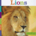 Lions (Seedlings)