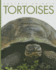 Tortoises