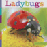 Ladybugs