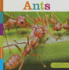 Ants (Seedlings)