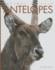 Amazing Animals-Classic Edition: Antelopes Hardcover