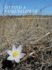 To Find a Pasqueflower: a Story of the Tallgrass Prairie (Bur Oak Book)