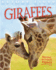 Giraffes (Animal Lives)