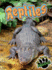 Reptiles (Eye to Eye With Animals)