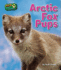 Arctic Fox Pups (Wild Baby Animals)