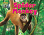 Spider Monkey (Treed: Animal Life in the Trees)