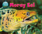 Moray Eel (the Deep End: Animal Life Underwater)