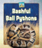 Bashful Ball Pythons (Unusual Pets)