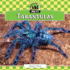 Tarantulas (Unique Pets)