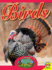 Birds (Outdoor Hunting Guide)