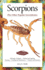 Scorpions (Pod)